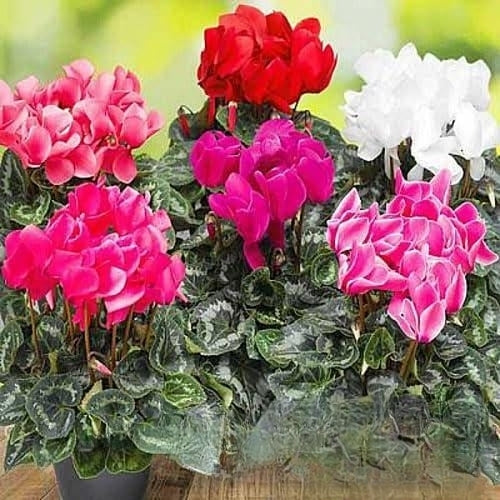 Persian Cyclamen 'Giant Flowered' mix - 5 seeds (Cyclamen persicum)