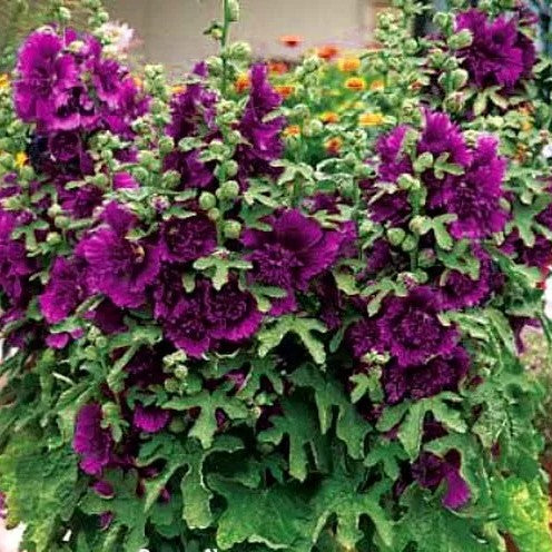 Dwarf Hollyhock `Queeny` purple - 40 seeds (Althaea Rosea)