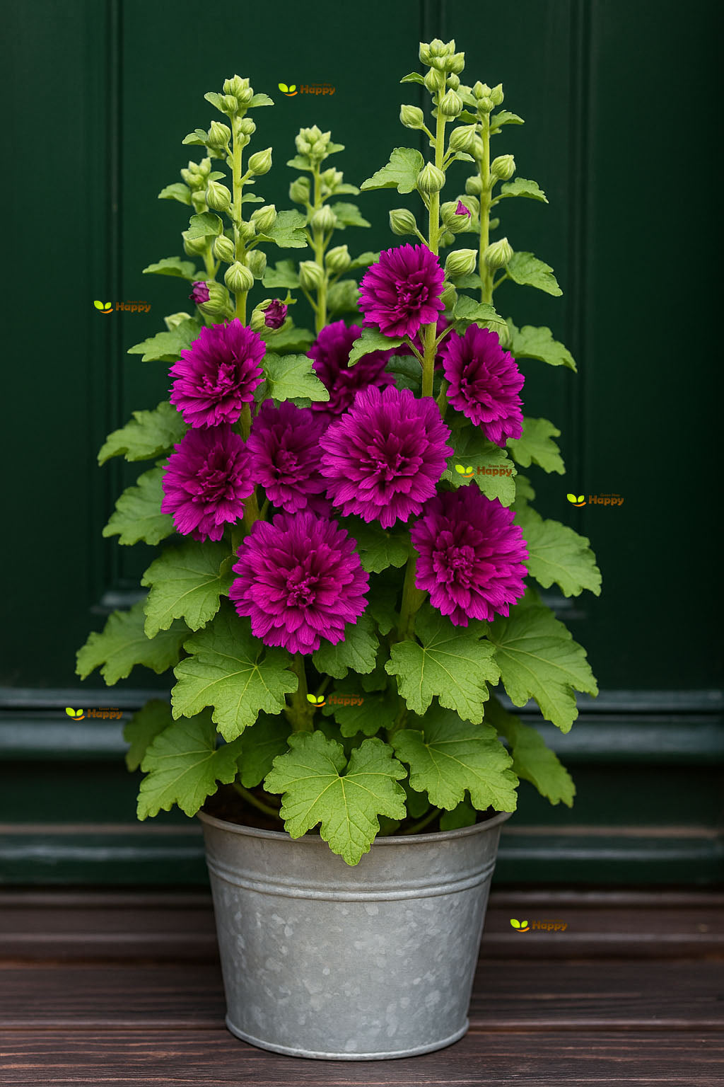 Dwarf Hollyhock `Queeny` purple - 40 seeds (Althaea Rosea)
