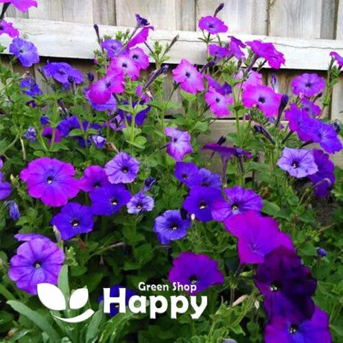 Petunia Alderman Violet - 1200 seeds (Petunia nana compacta)