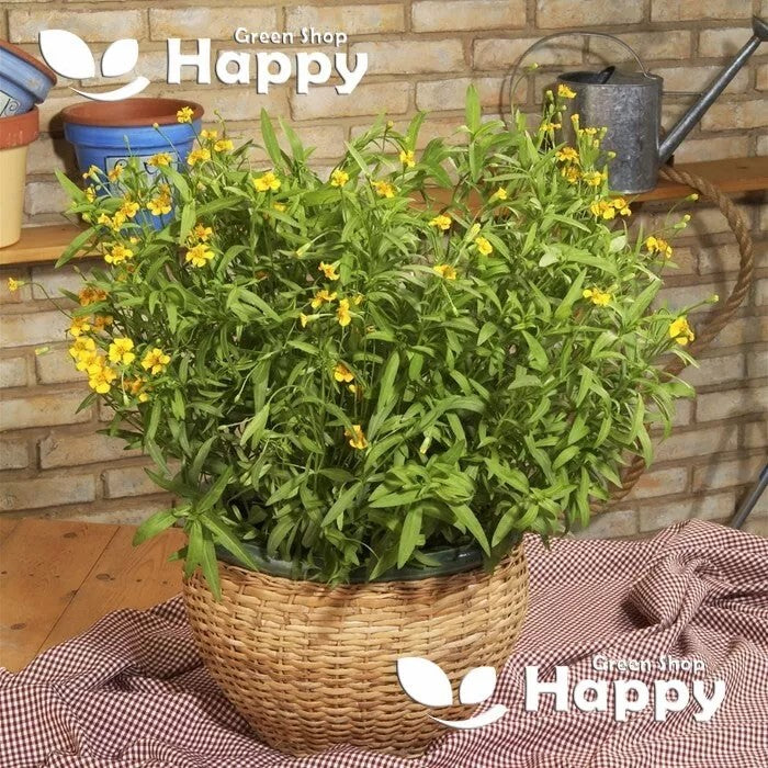Mexican Tarragon - 500 seeds (Tagetes lucida)