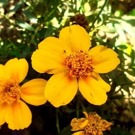 Mexican Tarragon - 500 seeds (Tagetes lucida)