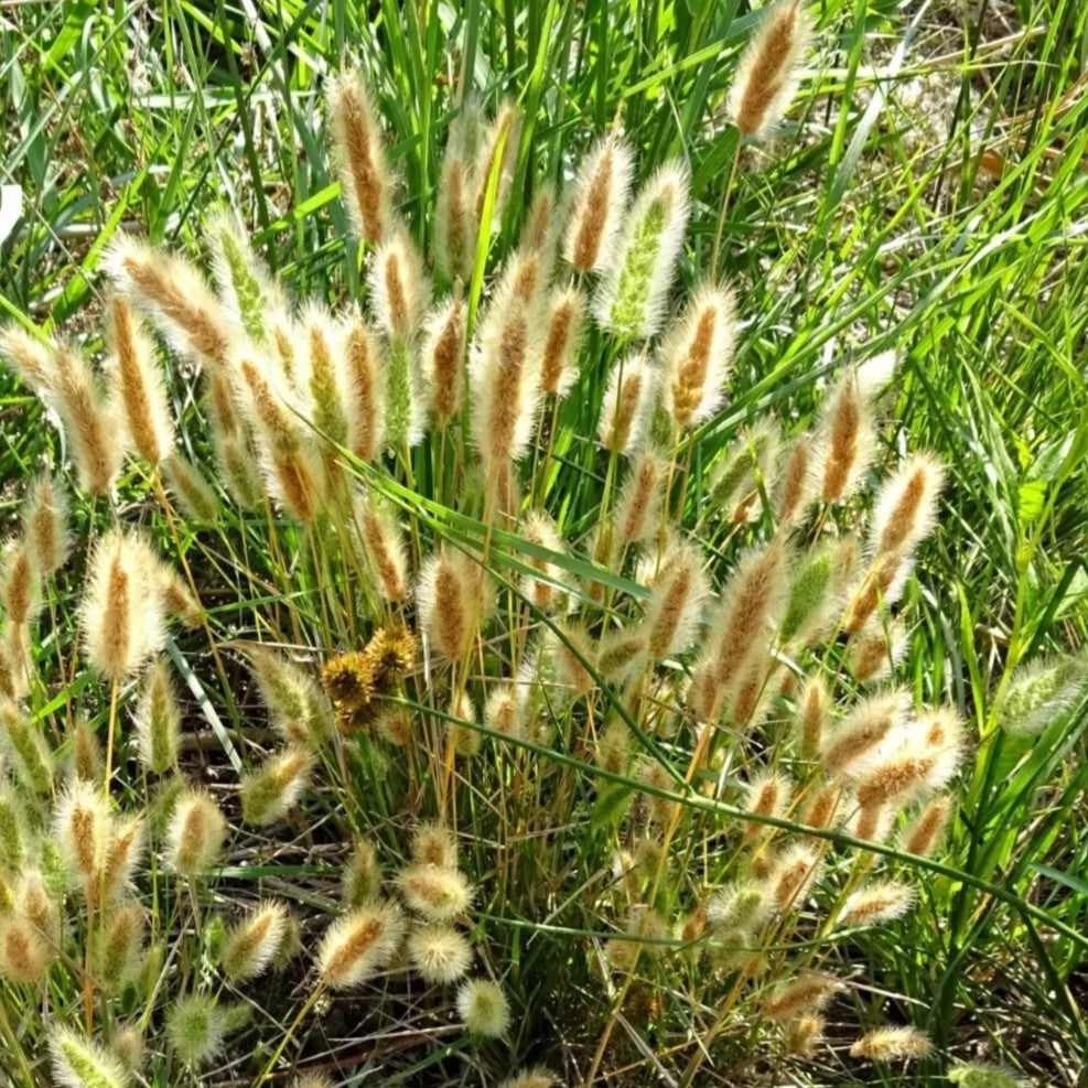 Rabbits Foot Grass - 2000 seeds (Polypogon monspeliensis)
