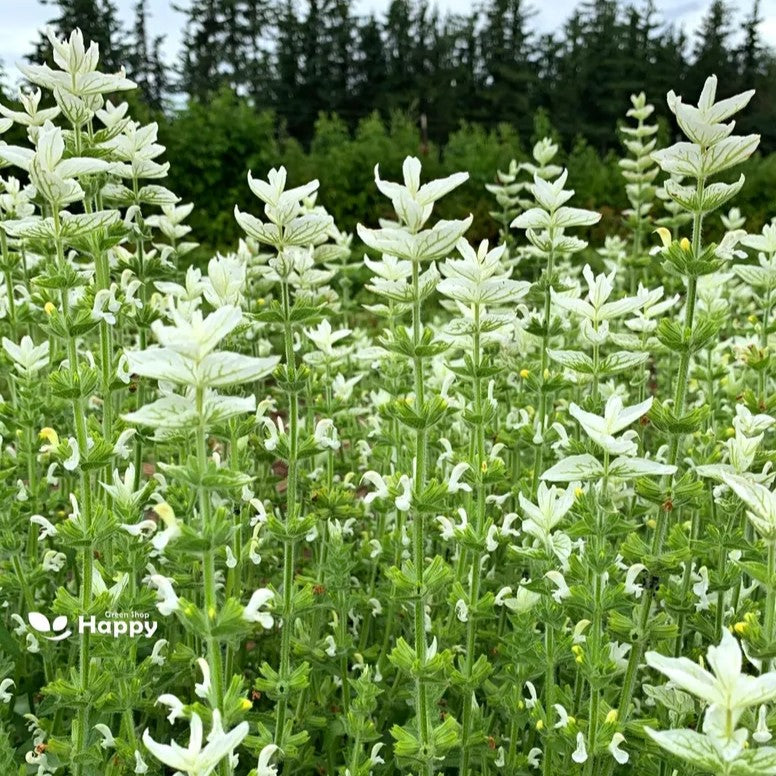 Clary Sage - White Swan - 200 seeds (Salvia horminum)