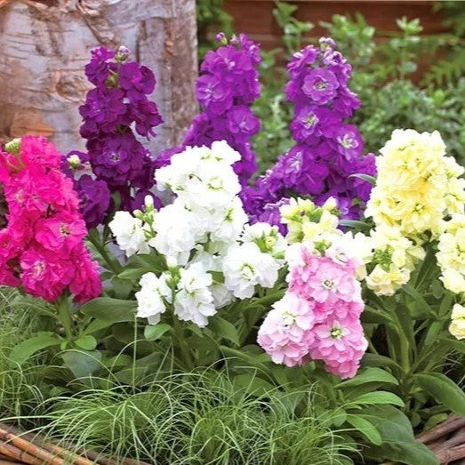 Dwarf Stock Ten Week Mix - seeds (Matthiola Incana)