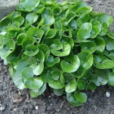 Winter Purslane Salad - 1000 seeds (Claytonia Perfoliata)