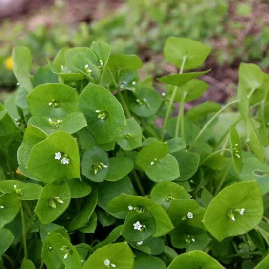 Winter Purslane Salad - 1000 seeds (Claytonia Perfoliata)