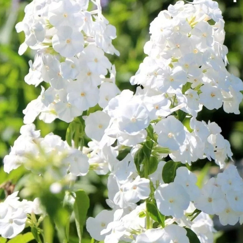 Drummond's Phlox Alba - 300 seeds (Phlox drummondii grandiflora)