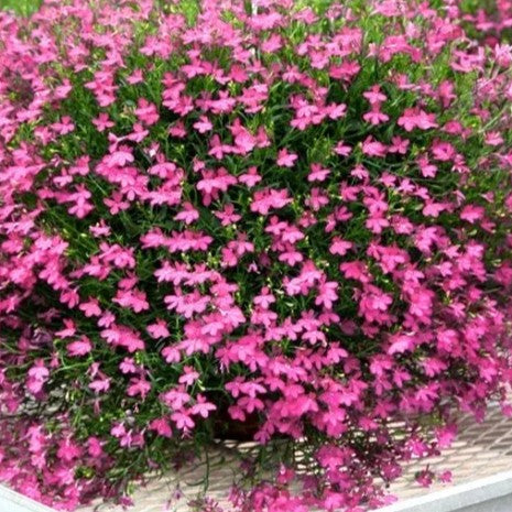 Trailing Lobelia Cascade - Lilac - 7000 seeds (Lobelia pendula)