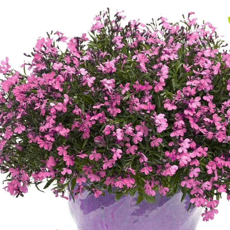 Trailing Lobelia Cascade - Lilac - 7000 seeds (Lobelia pendula)