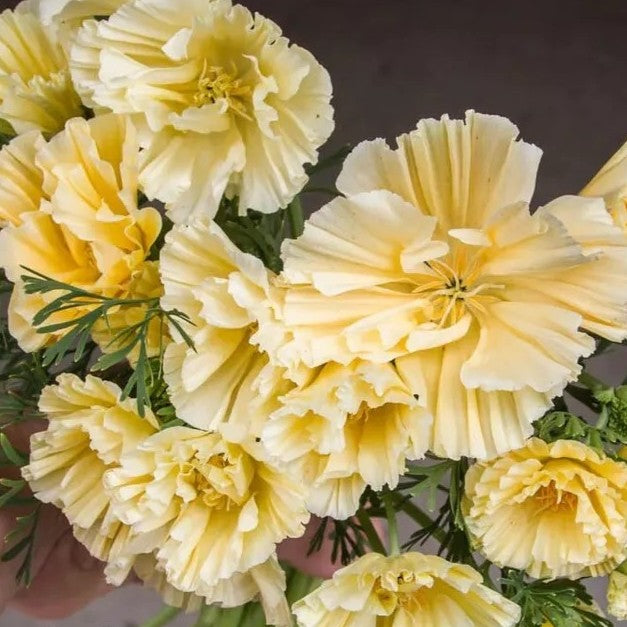 California Poppy 'Frilly Fun' - 200 seeds (Eschscholzia c)