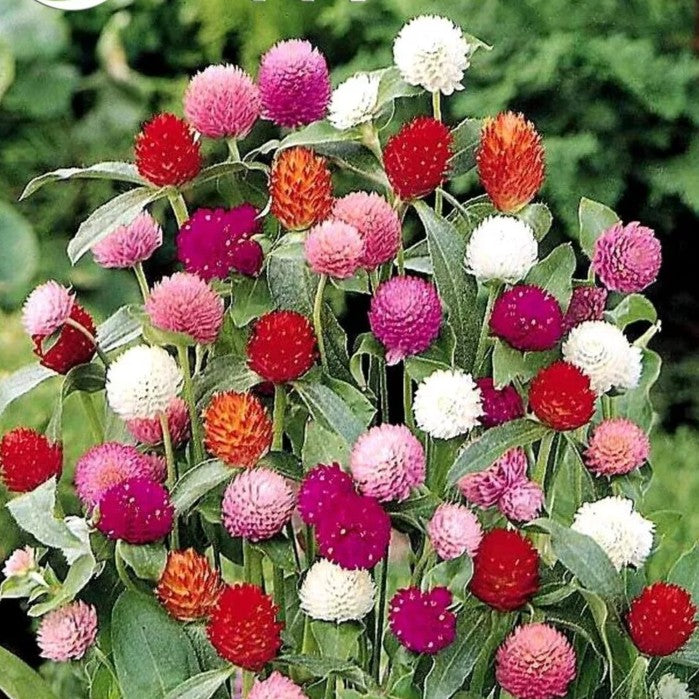 Globe Amaranth Tall Mix - 120 seeds (Gomphrena globosa)