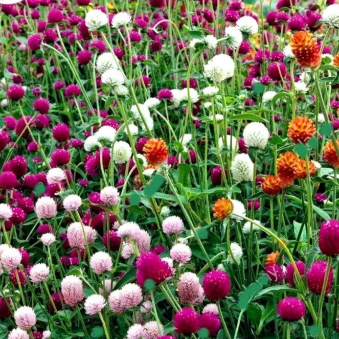 Globe Amaranth Tall Mix - 120 seeds (Gomphrena globosa)