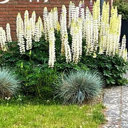 Russel Lupin Noble Maiden - 60 seeds (Lupinus polyphyllus)