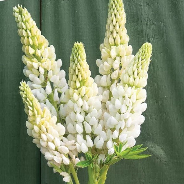 Russel Lupin Noble Maiden - 60 seeds (Lupinus polyphyllus)