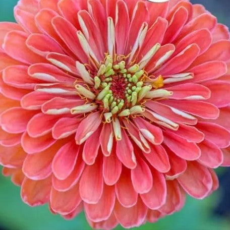 Zinnia Dahliaflowered 'Salamon Queen' - 130 seeds (Zinnia elegans)