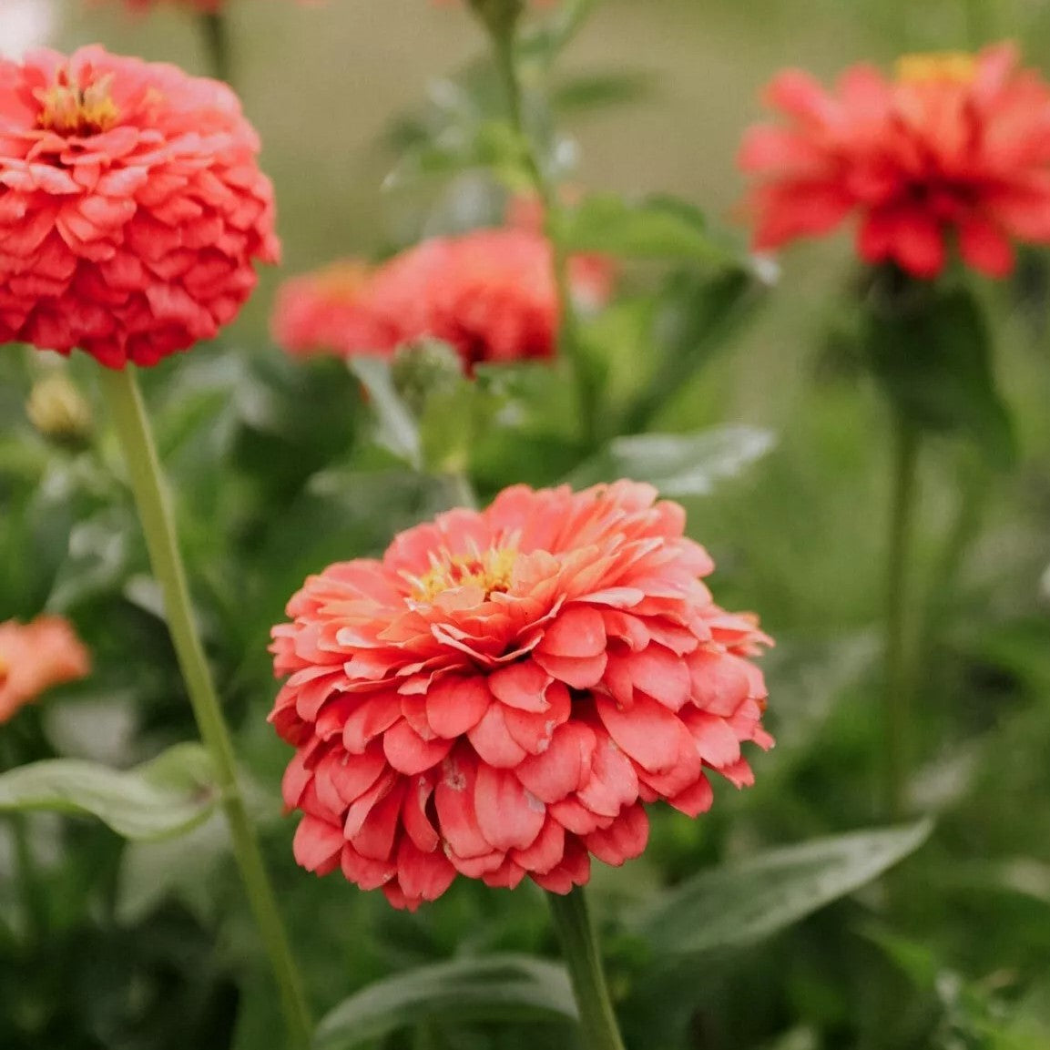 Zinnia Dahliaflowered 'Salamon Queen' - 130 seeds (Zinnia elegans)