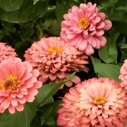 Zinnia Dahliaflowered 'Salamon Queen' - 130 seeds (Zinnia elegans)