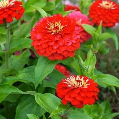 Zinnia Dahliaflowered Red 'Will Rogers' - 130 seeds (Zinnia elegans)