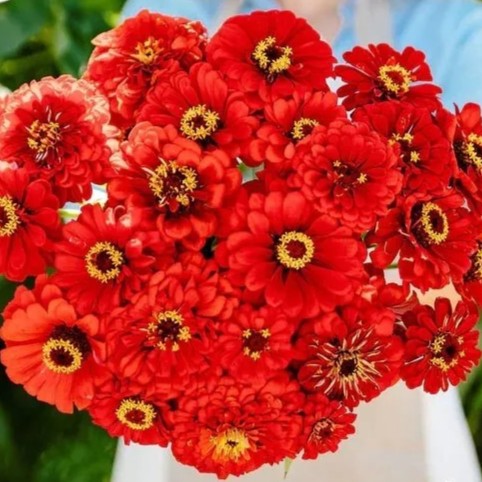 Zinnia Dahliaflowered Red 'Will Rogers' - 130 seeds (Zinnia elegans)