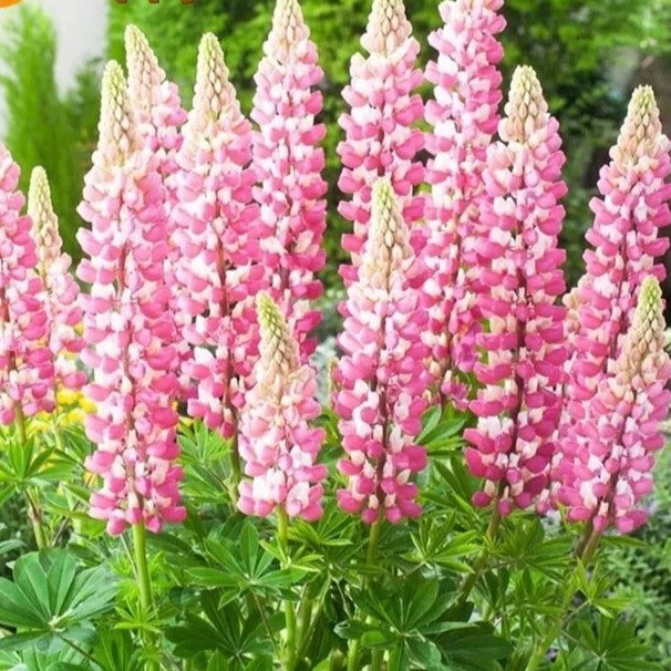 Russell Lupin 'Chatelaine Pink" - 50 seeds (Lupinus Polyphyllus)