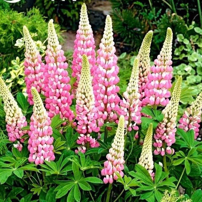 Russell Lupin 'Chatelaine Pink" - 50 seeds (Lupinus Polyphyllus)