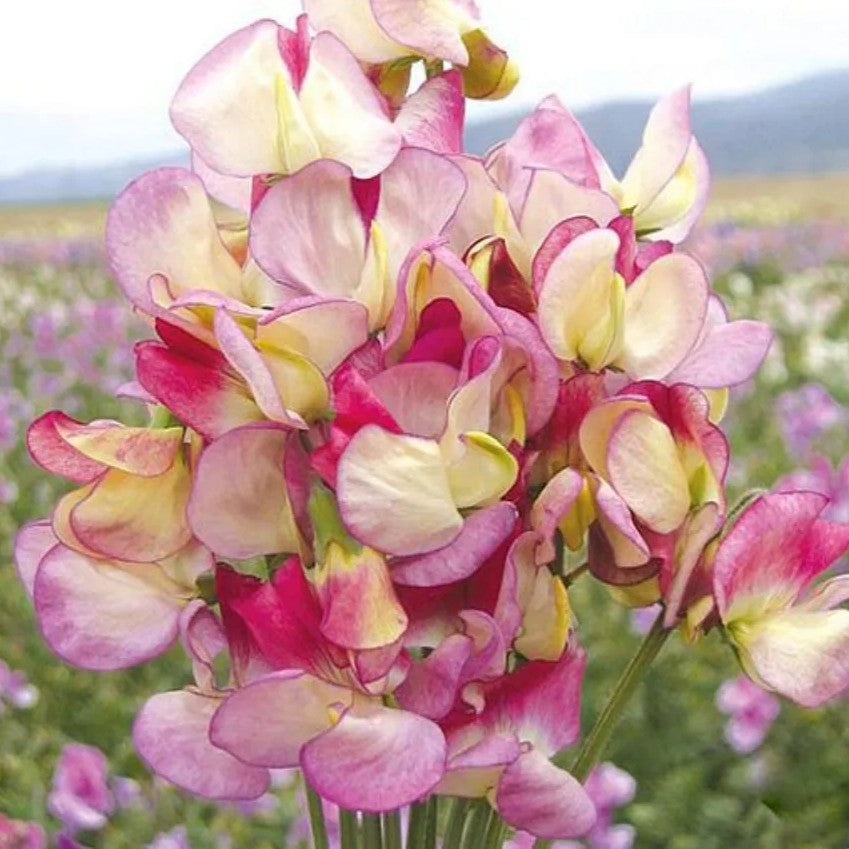 Sweet Pea 'Spanish dancer' - 15 seeds (Lathyrus odoratus)