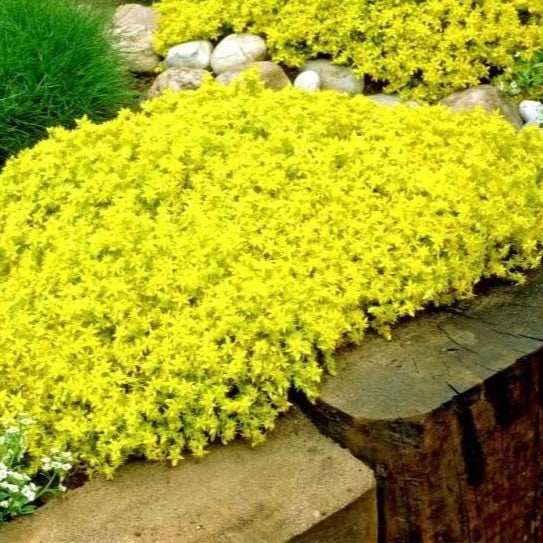 Yellow Stonecrop - 300 seeds (Sedum acre)