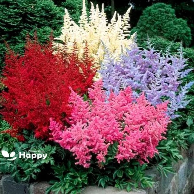 Astilbe Flower Mix - 50 seeds (Astilbe arendsii hybrids)