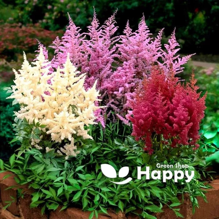 Astilbe Flower Mix - 50 seeds (Astilbe arendsii hybrids)