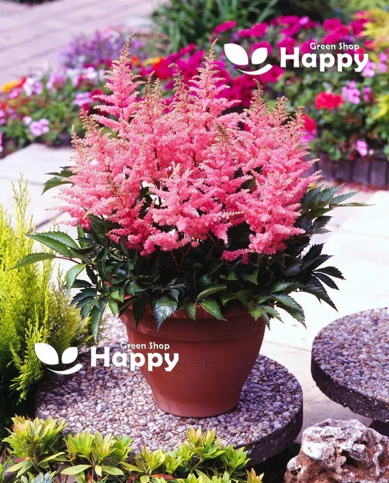 Astilbe Flower Mix - 50 seeds (Astilbe arendsii hybrids)