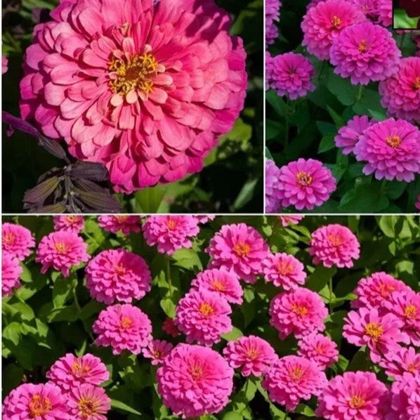 Zinnia Luminosa Pink - 130 seeds (Zinnia elegans)