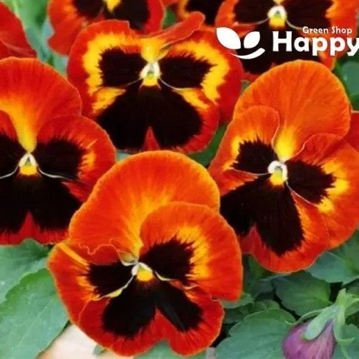 Pansy Swiss 'Giant Flame' - 200 seeds (viola wittrockiana)
