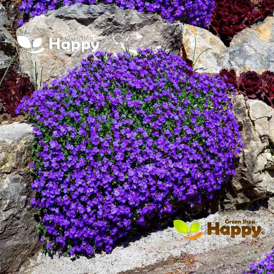 Rock Cress "Whitewell Gem" - 400 seeds (Aubrieta hybrida)