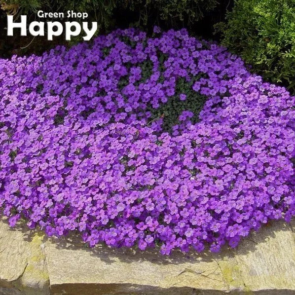 Rock Cress Hendersonii Lilac - 400 seeds (Aubrieta hybrida)