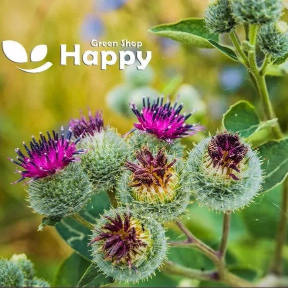 Great Burdock - 50 seeds (Arctium lappa)