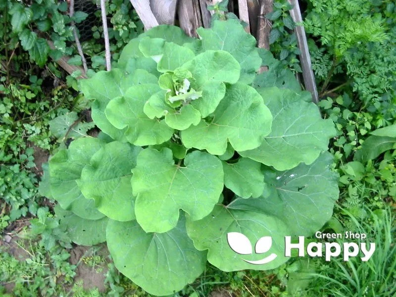 Great Burdock - 50 seeds (Arctium lappa)