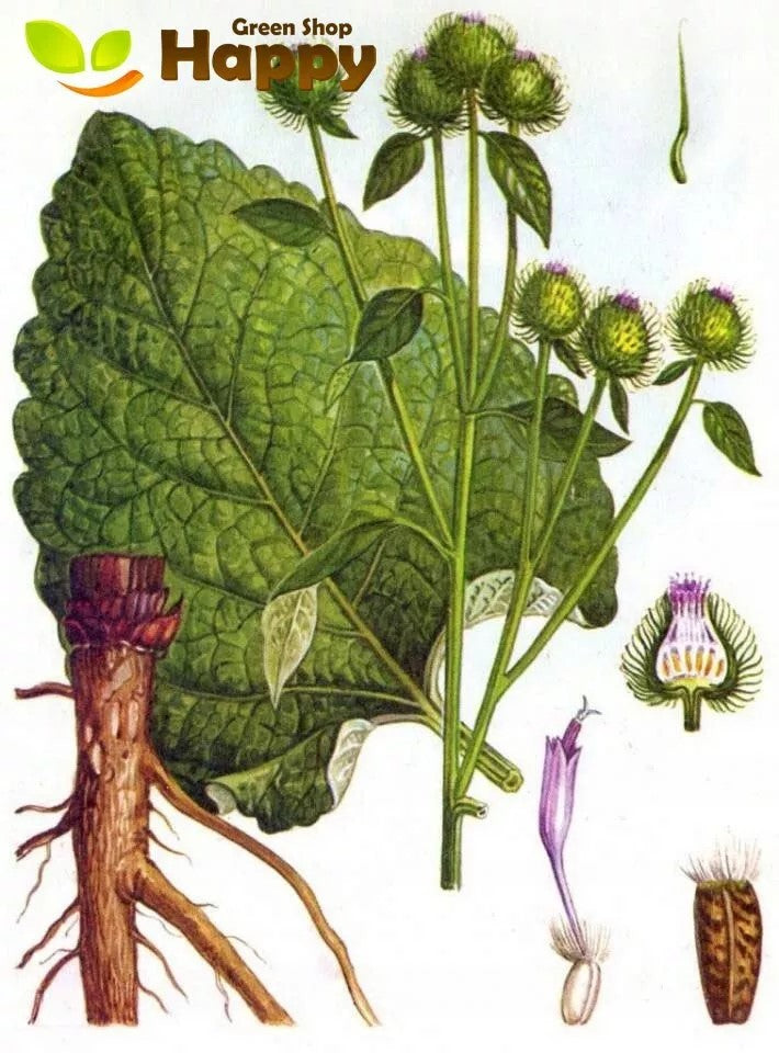 Great Burdock - 50 seeds (Arctium lappa)