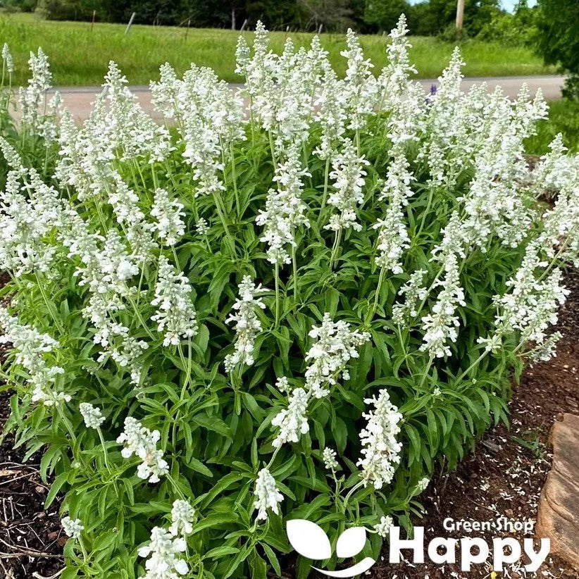 Mealy Cup Sage White Victory - 220 seeds (Salvia Farinacea)