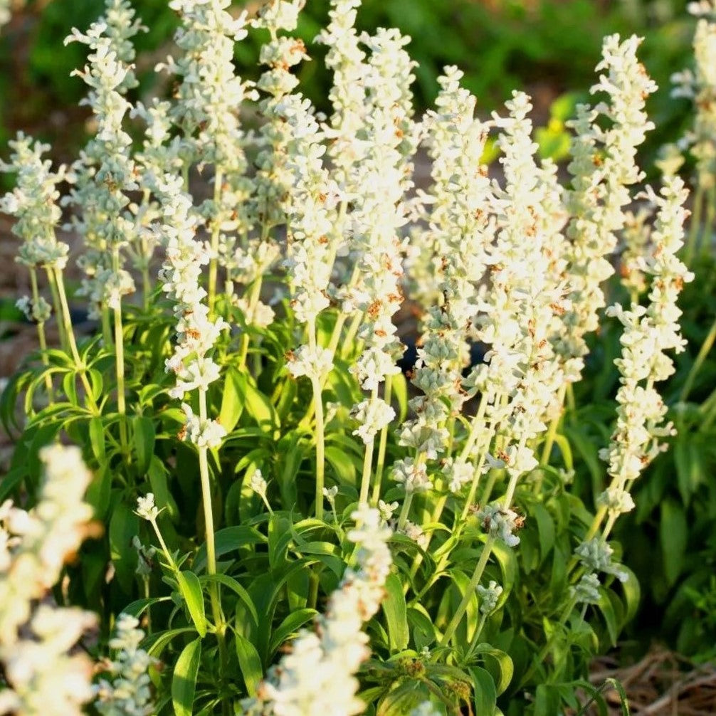 Mealy Cup Sage White Victory - 220 seeds (Salvia Farinacea)