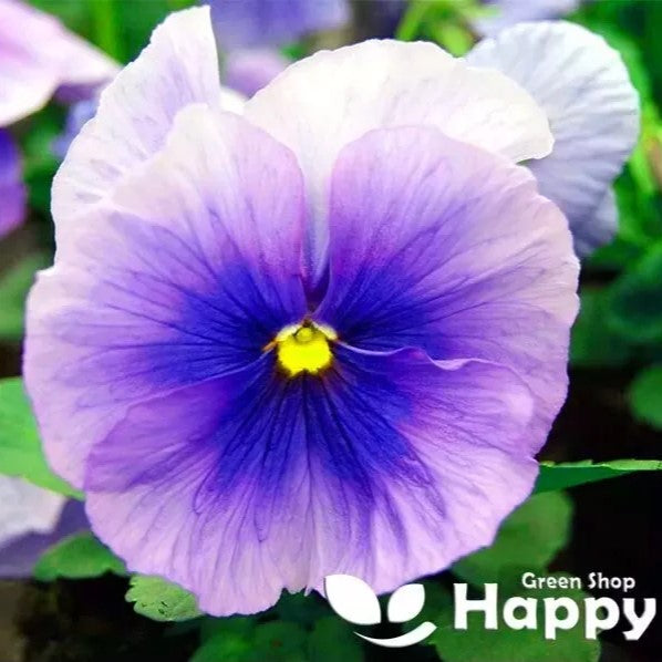 Pansy S1 Light Blue - 10 seeds (Viola wittrockiana S1)