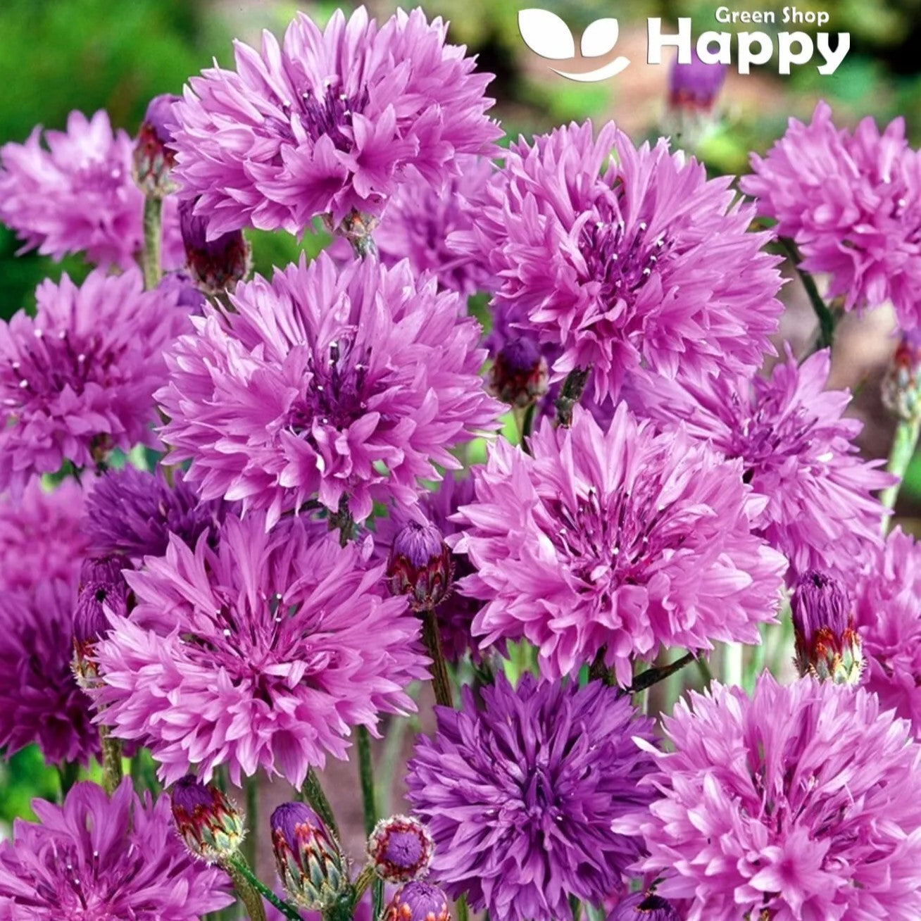 Cornflower "Bachelor's Button Mauve" - 400 seeds (Centaurea cyanus)