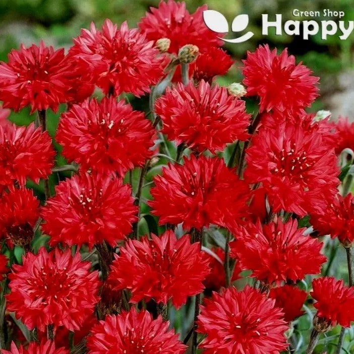 Cornflower "Red ball" - 500 seeds (Centaurea Cyanus)