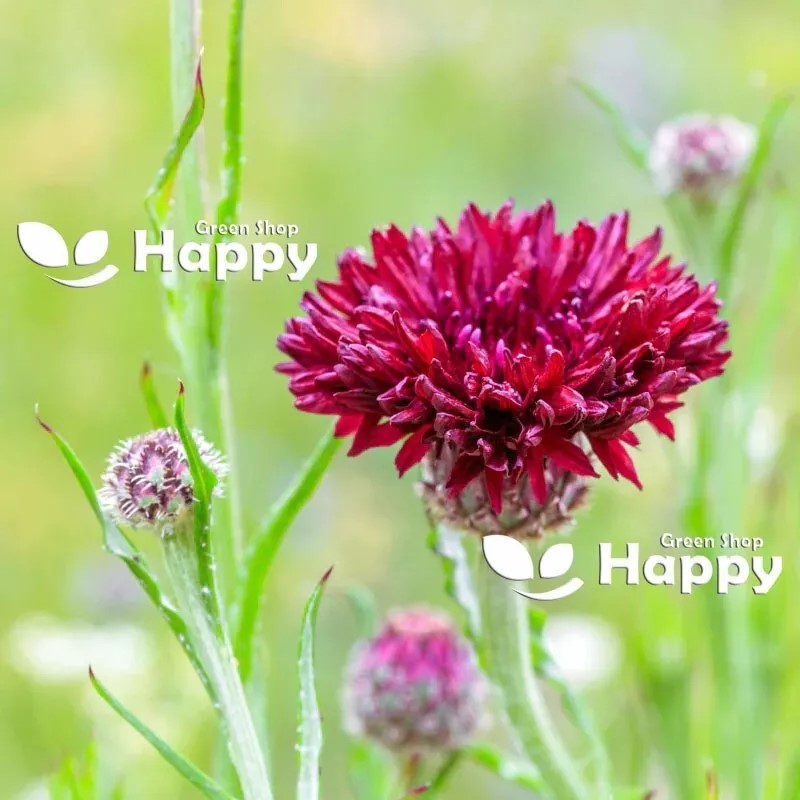 Cornflower "Red ball" - 500 seeds (Centaurea Cyanus)