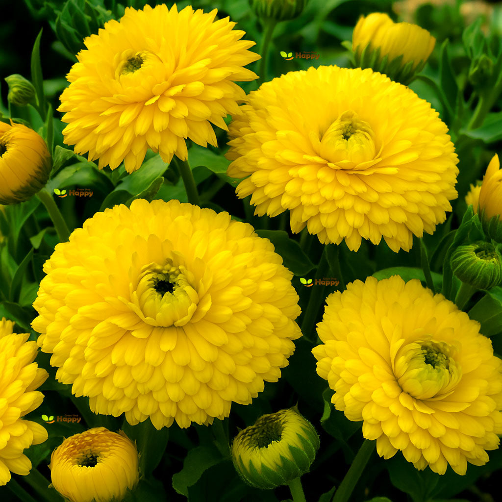 Pot Marigold "Golden Emperor" 1.60g of seeds (Calendula officnals) cutting flower