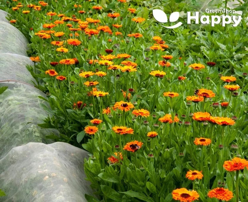 Pot Marigold "Indian Prince" - 1g of seeds (Calendula officinalis)