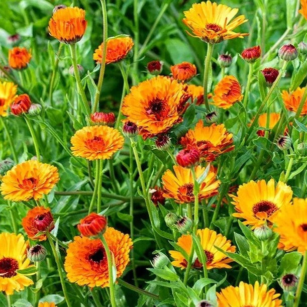 Pot Marigold "Indian Prince" - 1g of seeds (Calendula officinalis)