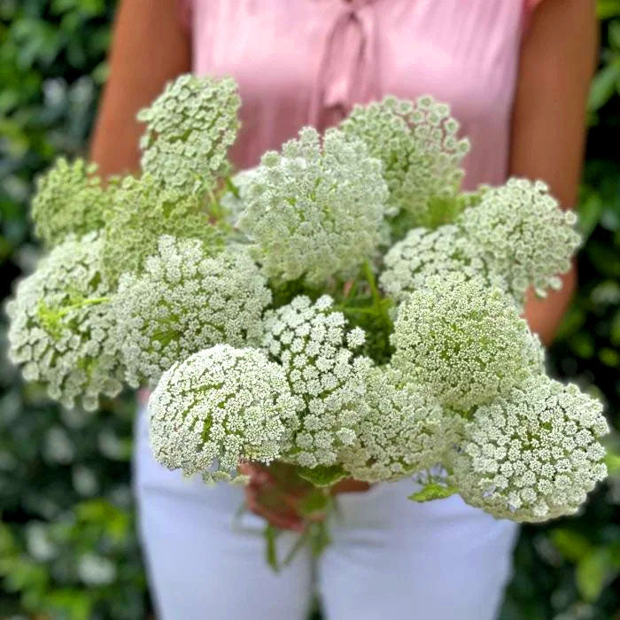 Bishop’s Flower 'Queen Anne's Lace' - 1300 Seeds (Ammi Majus)