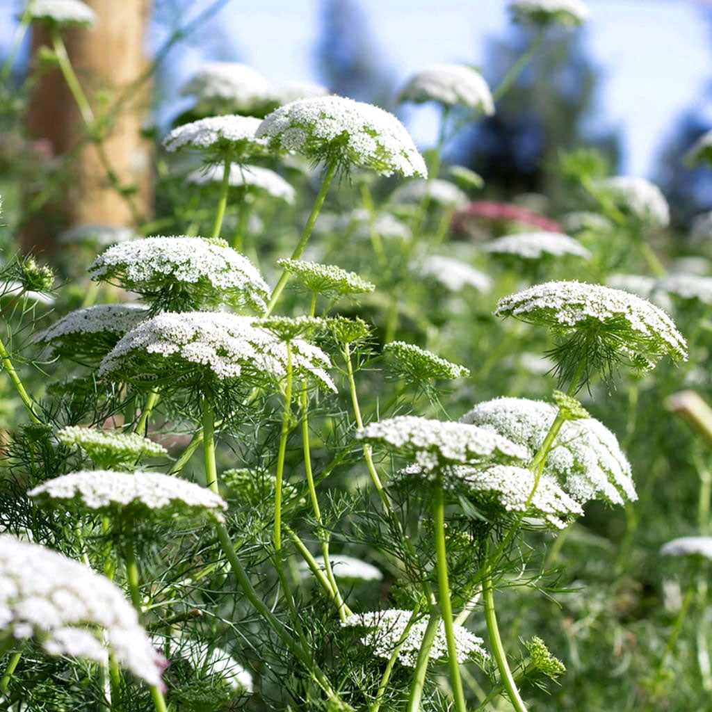 Bishop’s Flower 'Queen Anne's Lace' - 1300 Seeds (Ammi Majus)