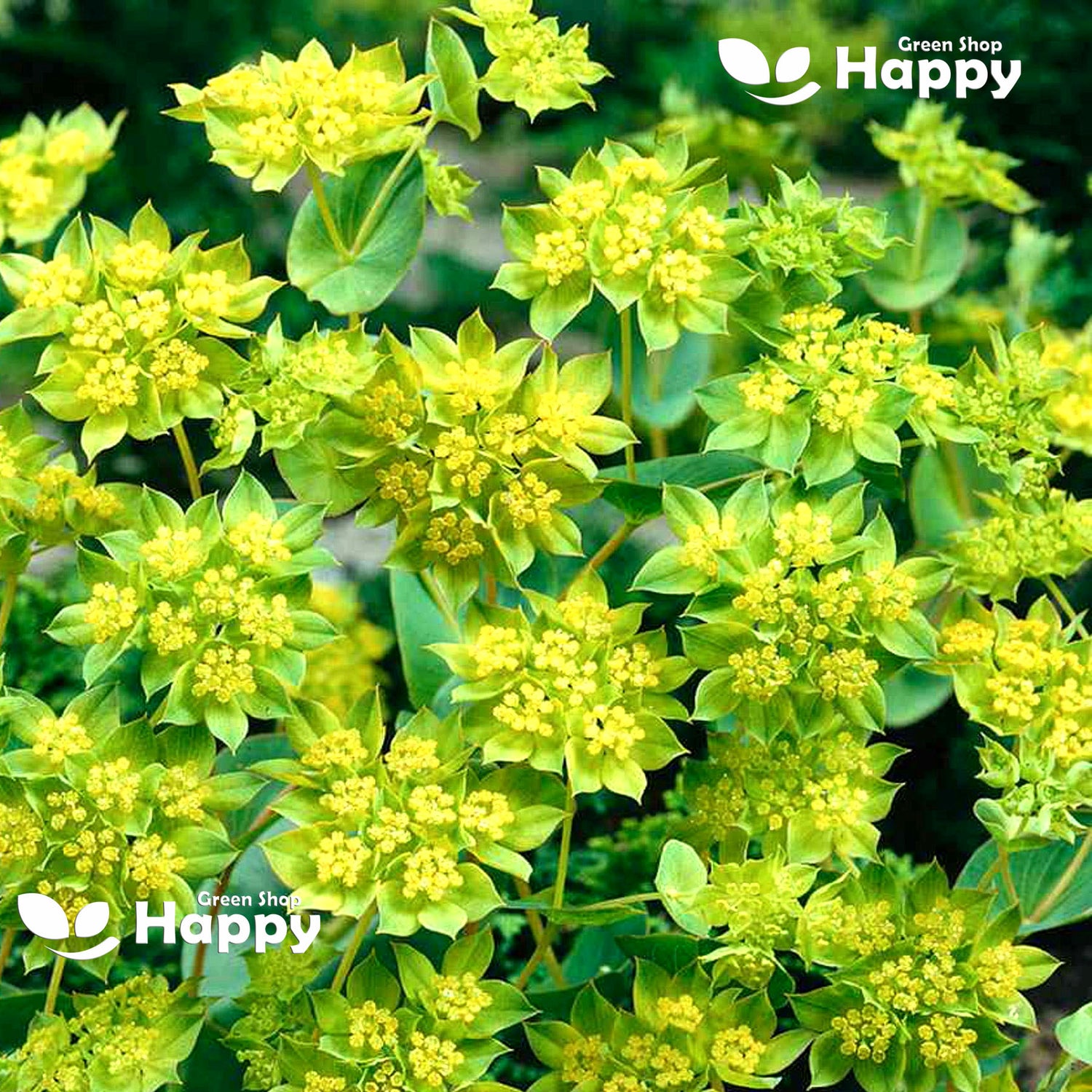 Hare's Ear - 220 seeds (Bupleurum Rotundifolium Griffithii)